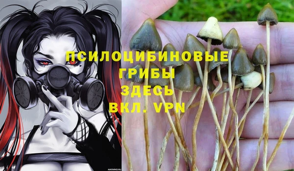 индика Няндома